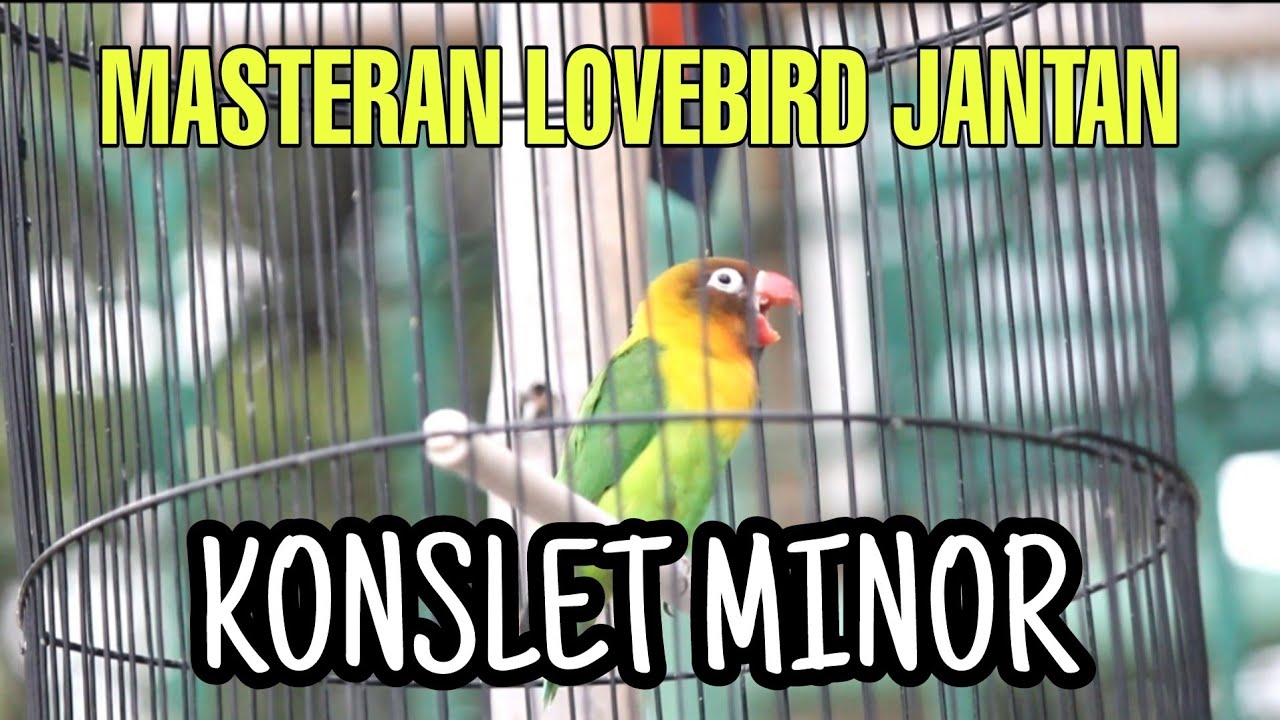 Masteran Lovebird Jantan Minor Menuju Konslet