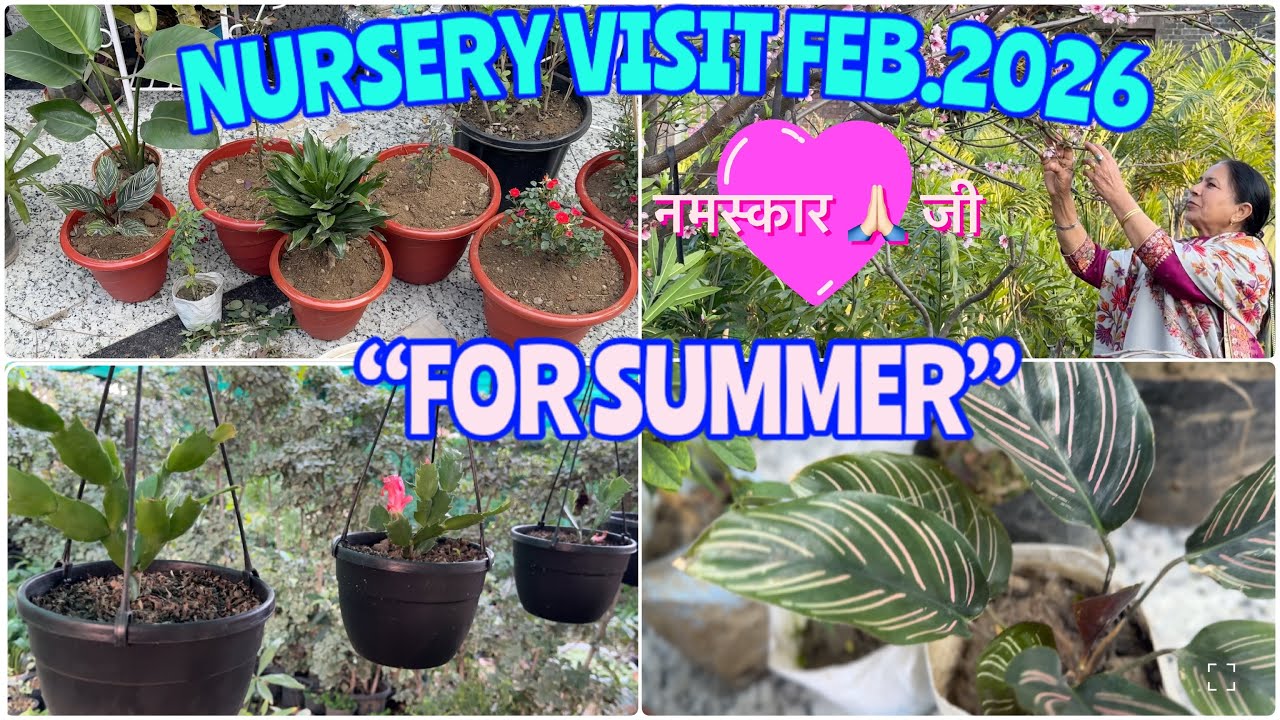 Nursery Visit February 2026/ Shopping: plant Best For Summer ! #garden @EnjoyGardeningwithKamaljeet 