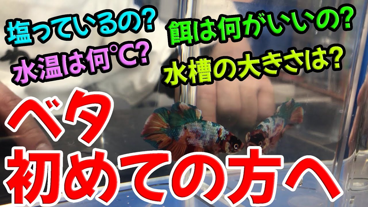 【完全網羅】これからベタを飼う人必見！ベタの飼育マニュアル【アクアリウム】