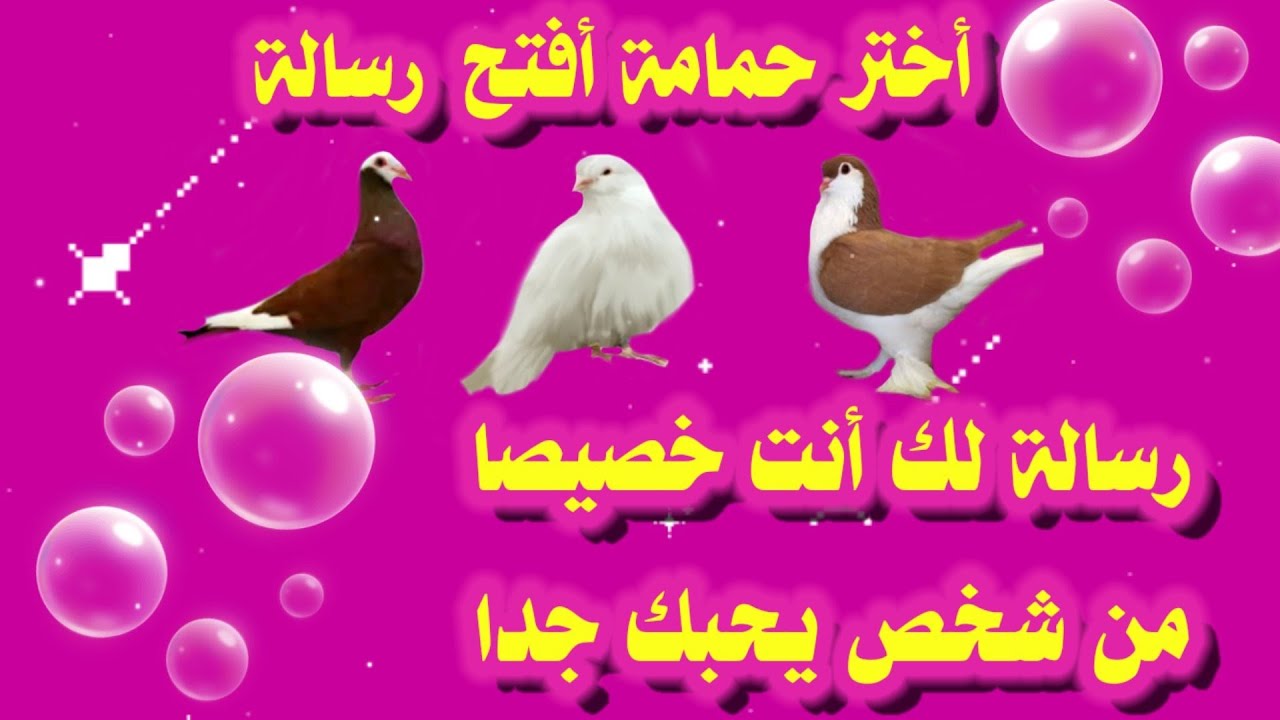 أختر حمامة وشاهد رسالة لك من شخص جدا يحبك يريدك يعزك تفاصيل رهيبة سيغير نظرتك بهذا الشخص