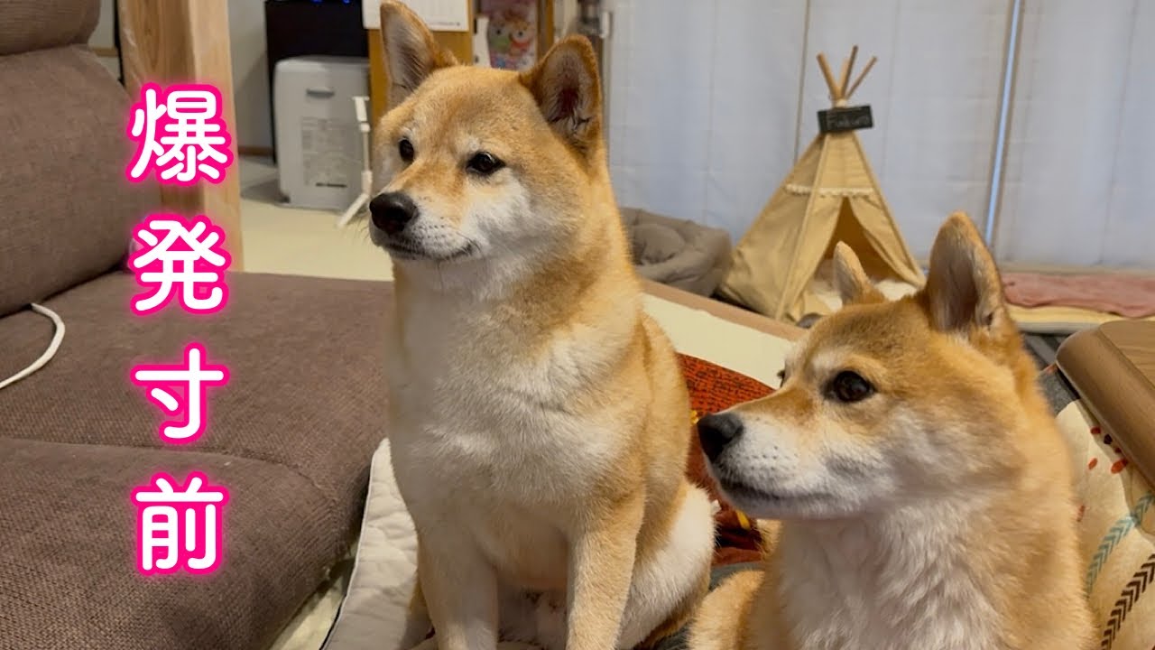 ママへの不満が溜まりに溜まって不機嫌になる柴犬