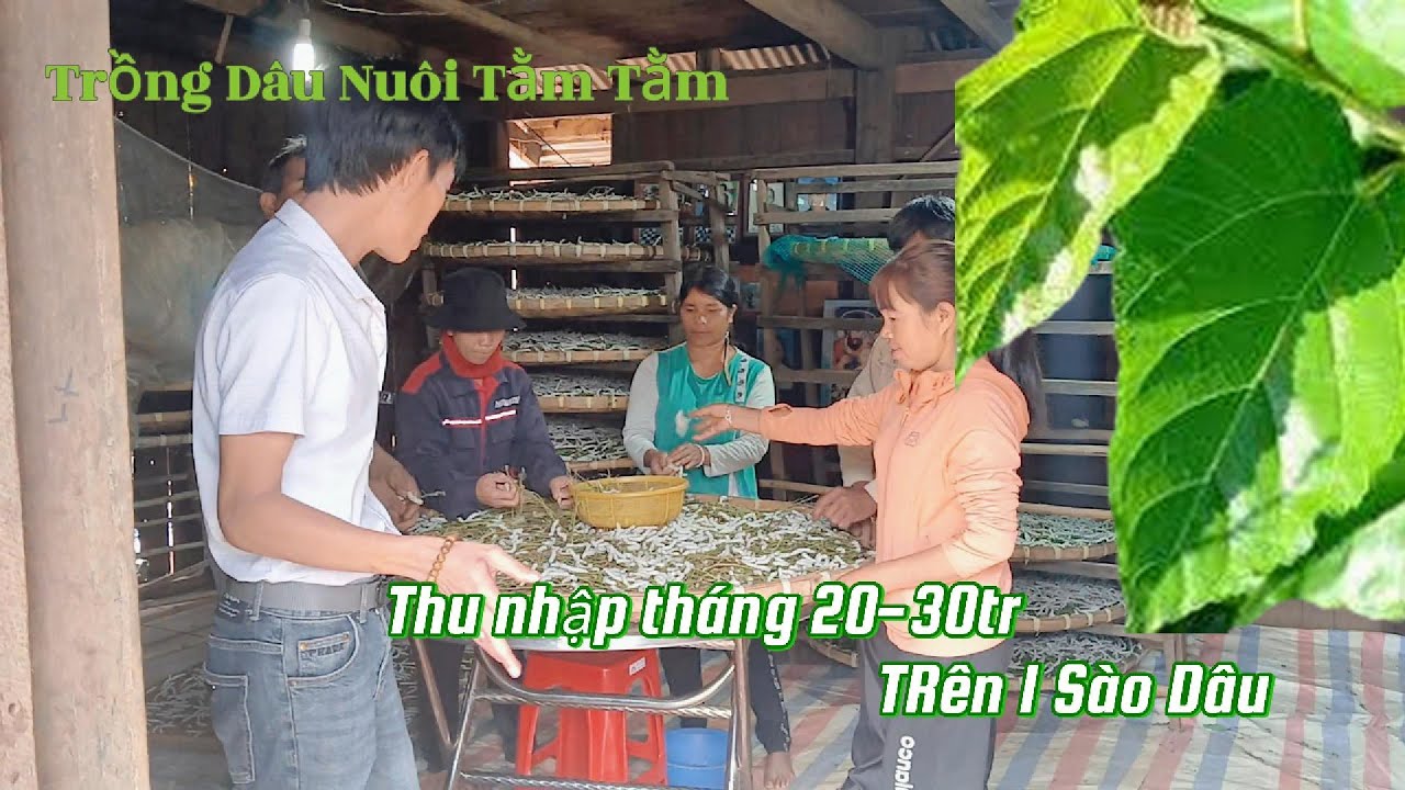 Mô Hình Xây Nuôi Nuôi Tằm – Thu Nhập 20-30 Triệu/Tháng Chỉ Với 1 Sao Dâu