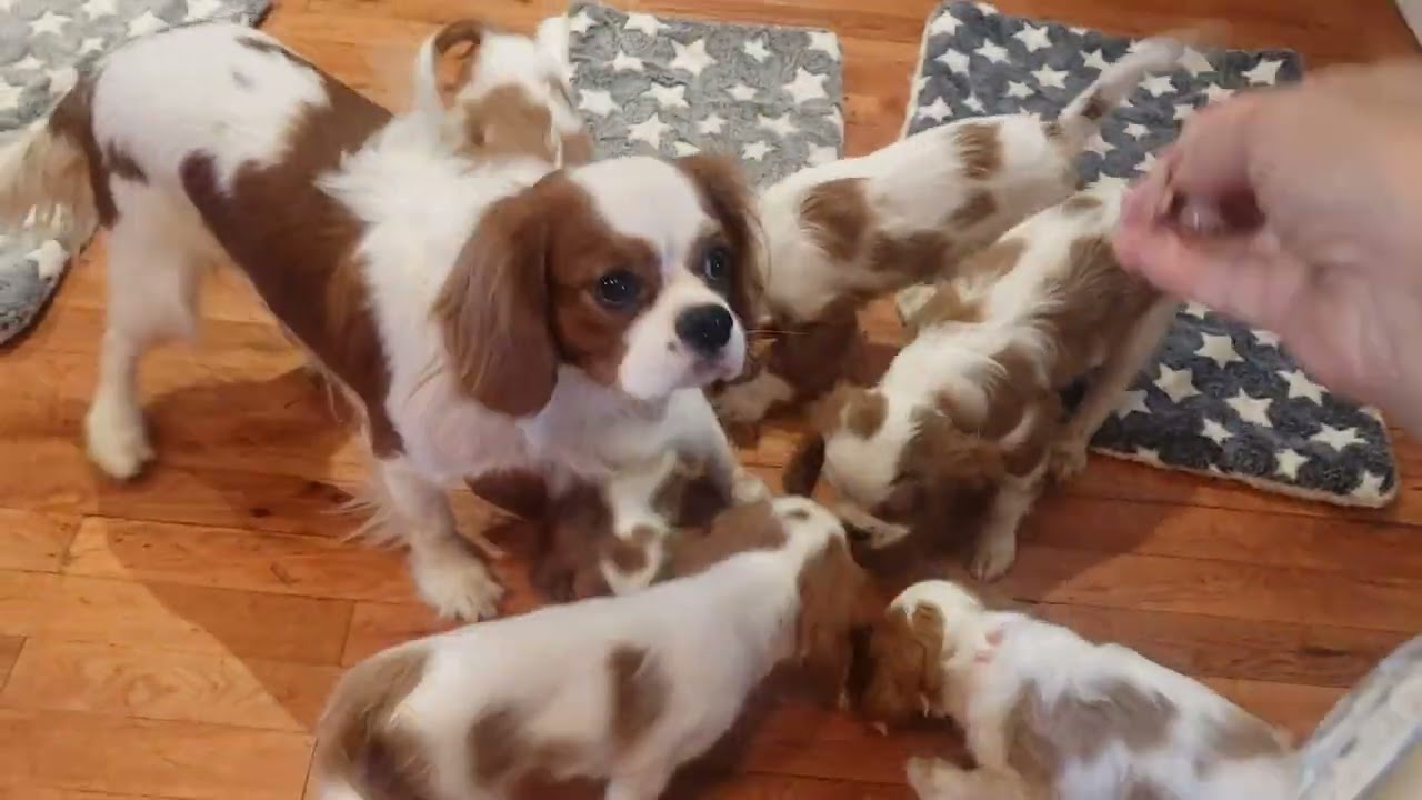 Cavalier King Charles Spaniel puppies (3)