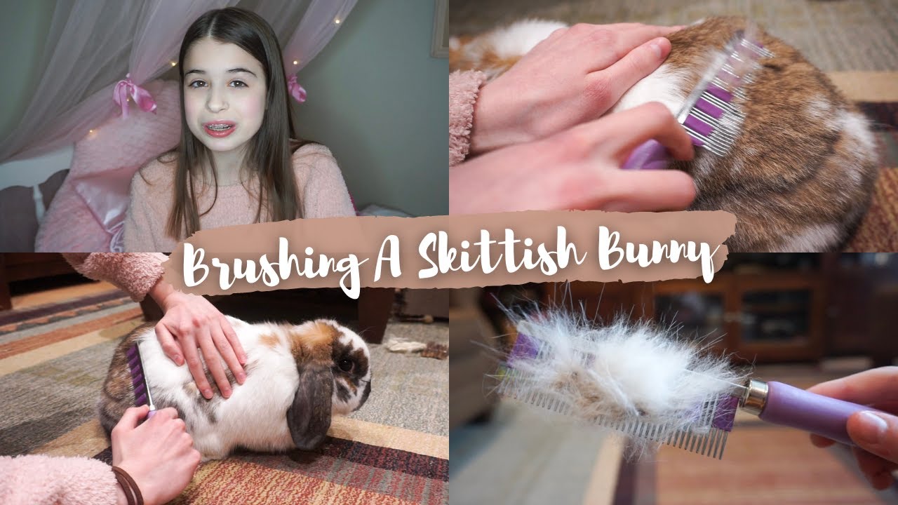 How To Brush A SKITTISH & STUBBORN Bunny!