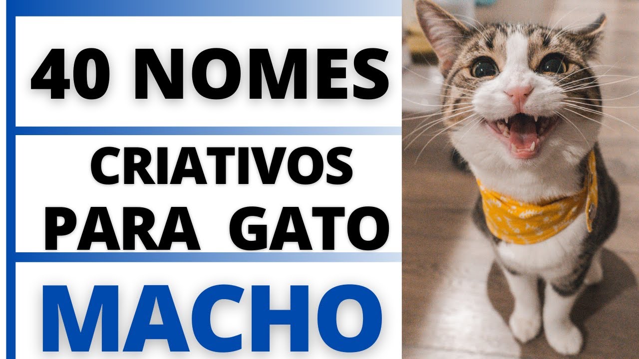 NOMES CRIATIVOS PARA GATO MACHO🐱🐈🥰