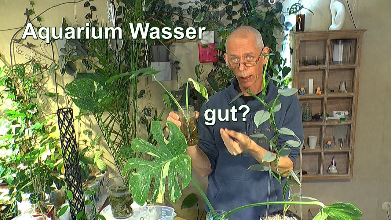 Kunterbunt starten wir durch mit den Zimmerpflanzen. Nichts Neues und doch vieles anders