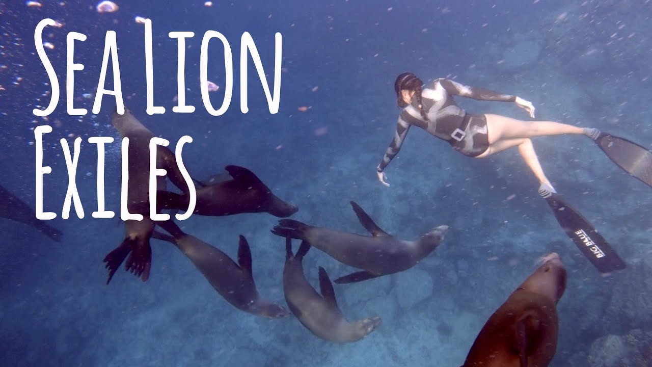 Free Diving with Sea Lions at San Rafaelito in La Paz, Baja Mexico - 4K 🎵 Funky House