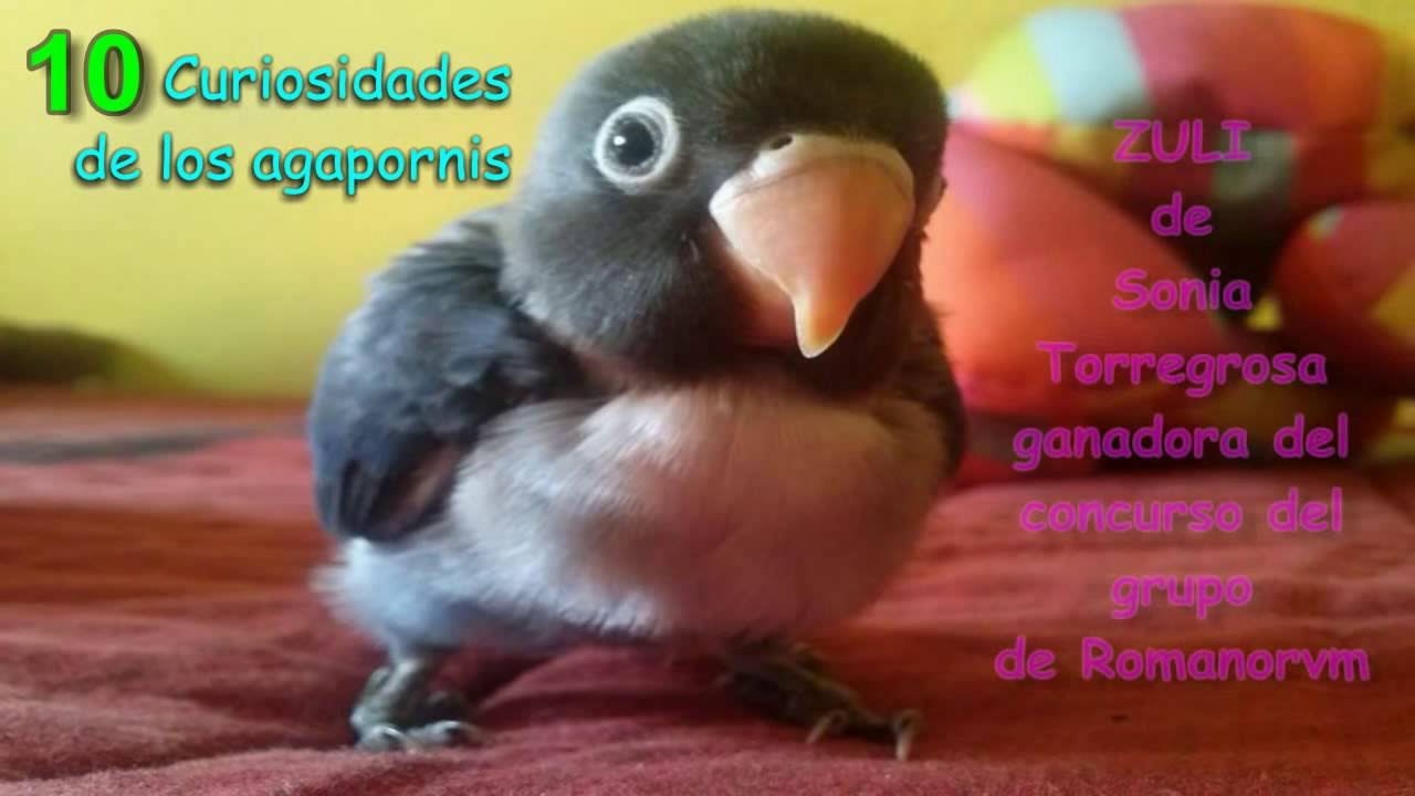 10 interesantes CURIOSIDADES de los agapornis