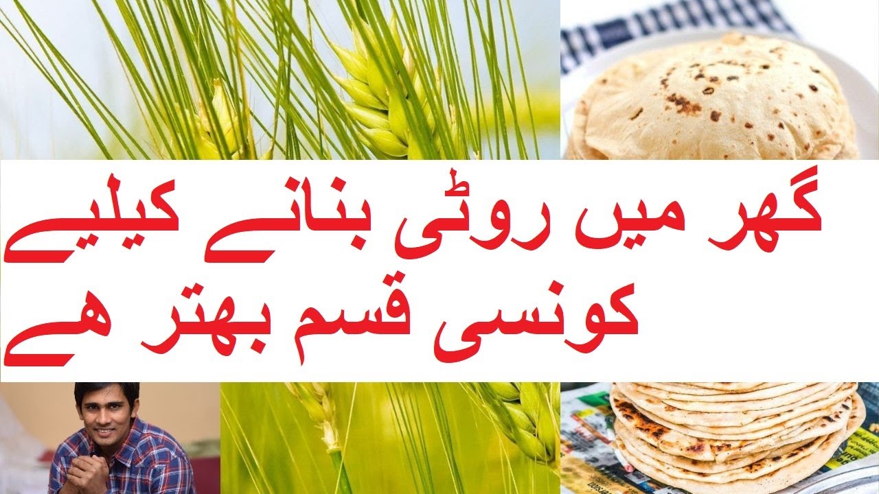 Gar main khany wali gandum ki bhter kism, Wheat variety good for bread, high protein wheat, Anaj2017