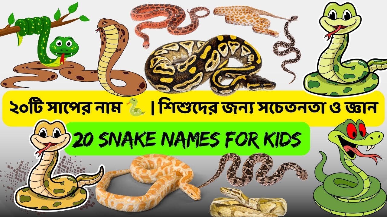 20 Snake Names for Kids 🐍 | 20 টি সাপের নাম ও স্বভাব| Learn Snakes Without Fear | বাংলা + English