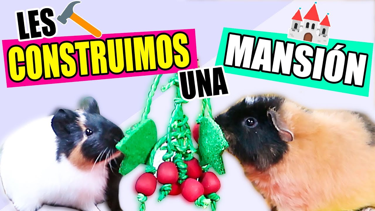 🏰 CONSTRUIMOS una MANSIÓN de COBAYAS / CUYOS 🏰 *RECINTO C&C*
