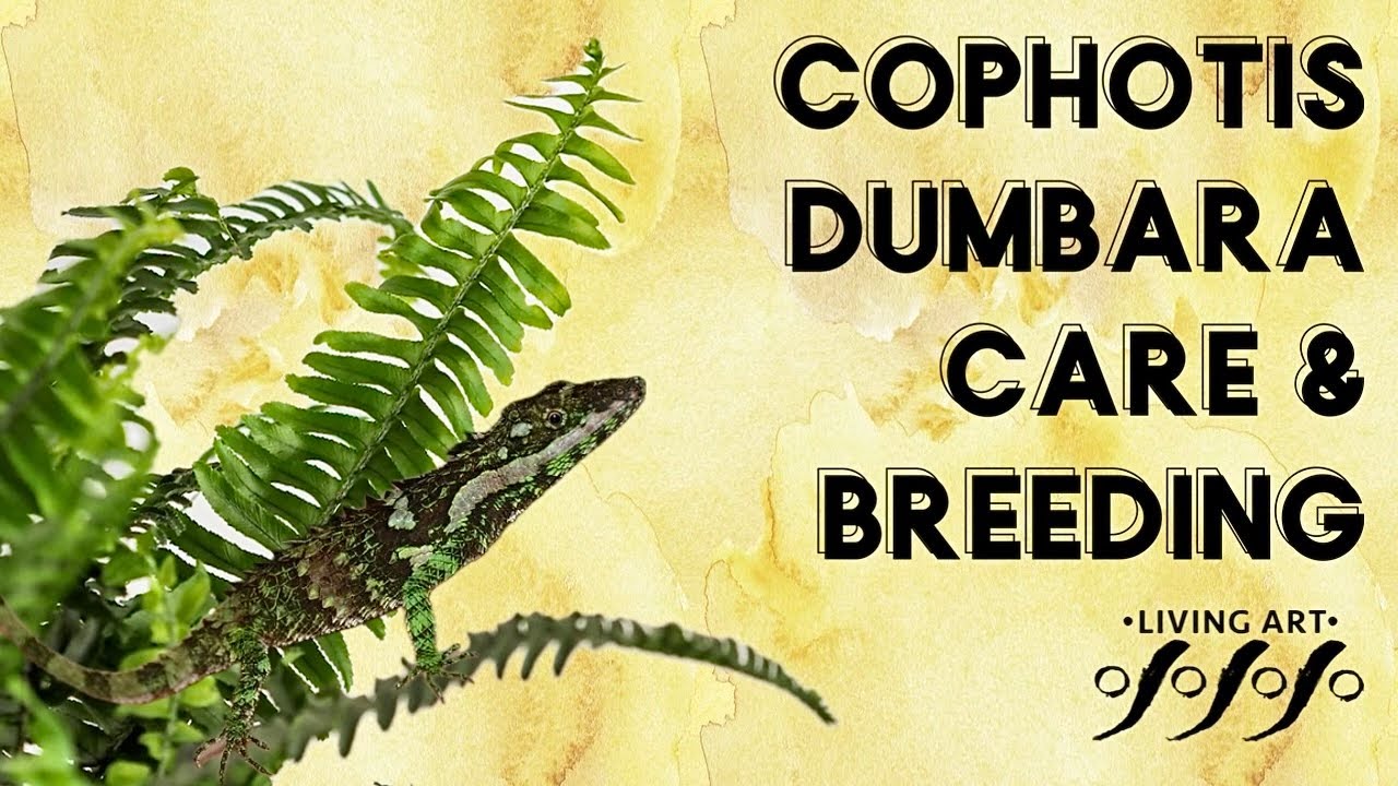 Cophotis dumbara - Care and Breeding
