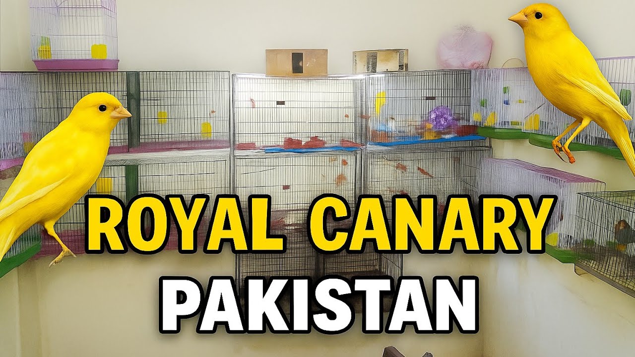CANARY Birds Setup In Lahore Pakistan 2025|#singingcanary #canary #birds 0309_599_5233
