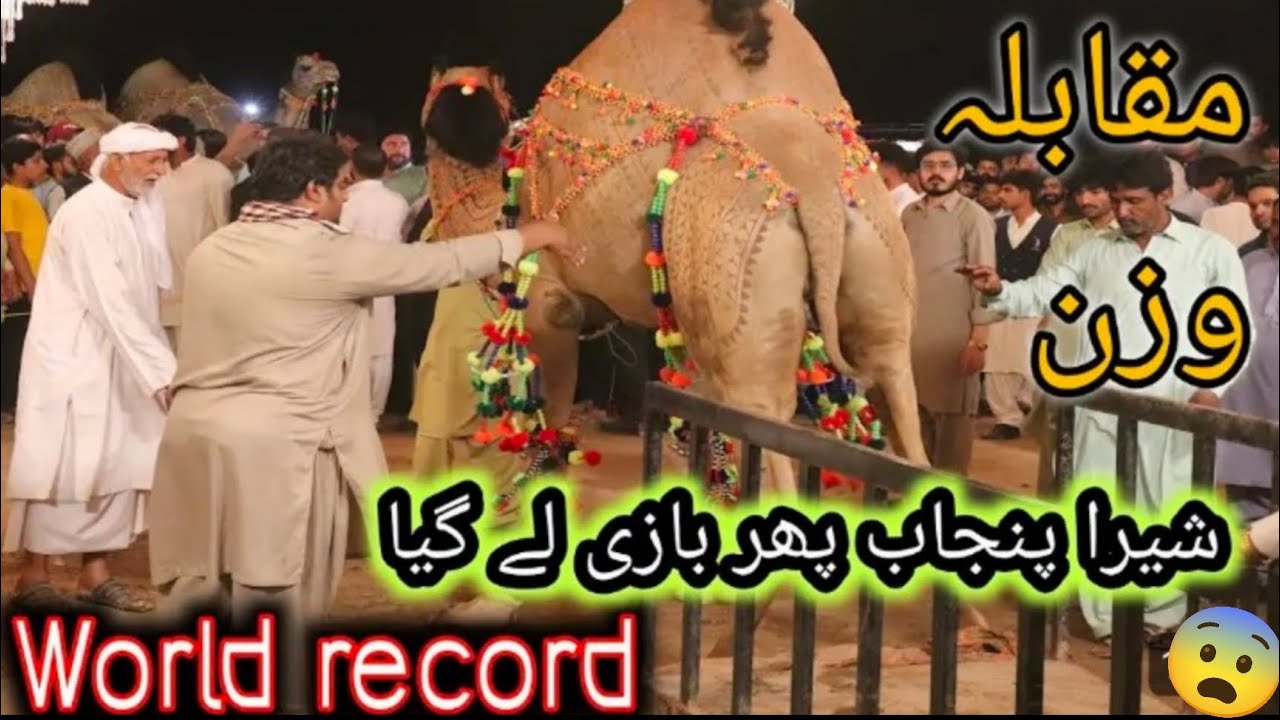 Faisalabad camel show 2024 || Biggest camel 1443 kg win || SheikhVlogs || Faisalabad bakra mandi