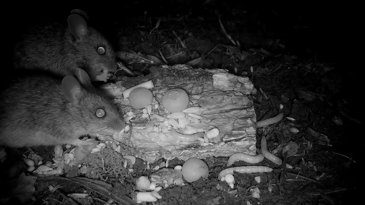 Woodmouse