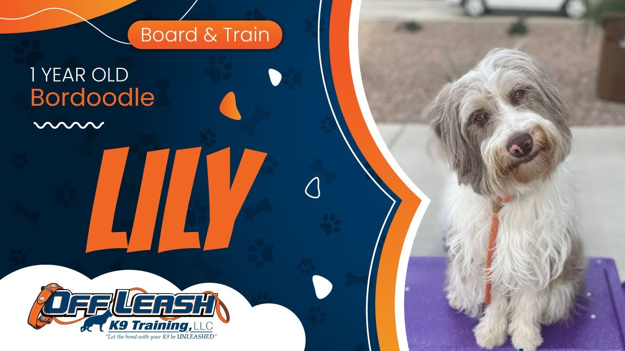 1yo Bordoodle Lily ~ Best Doodle Trainers ~ Off Leash K9 Training Phoenix