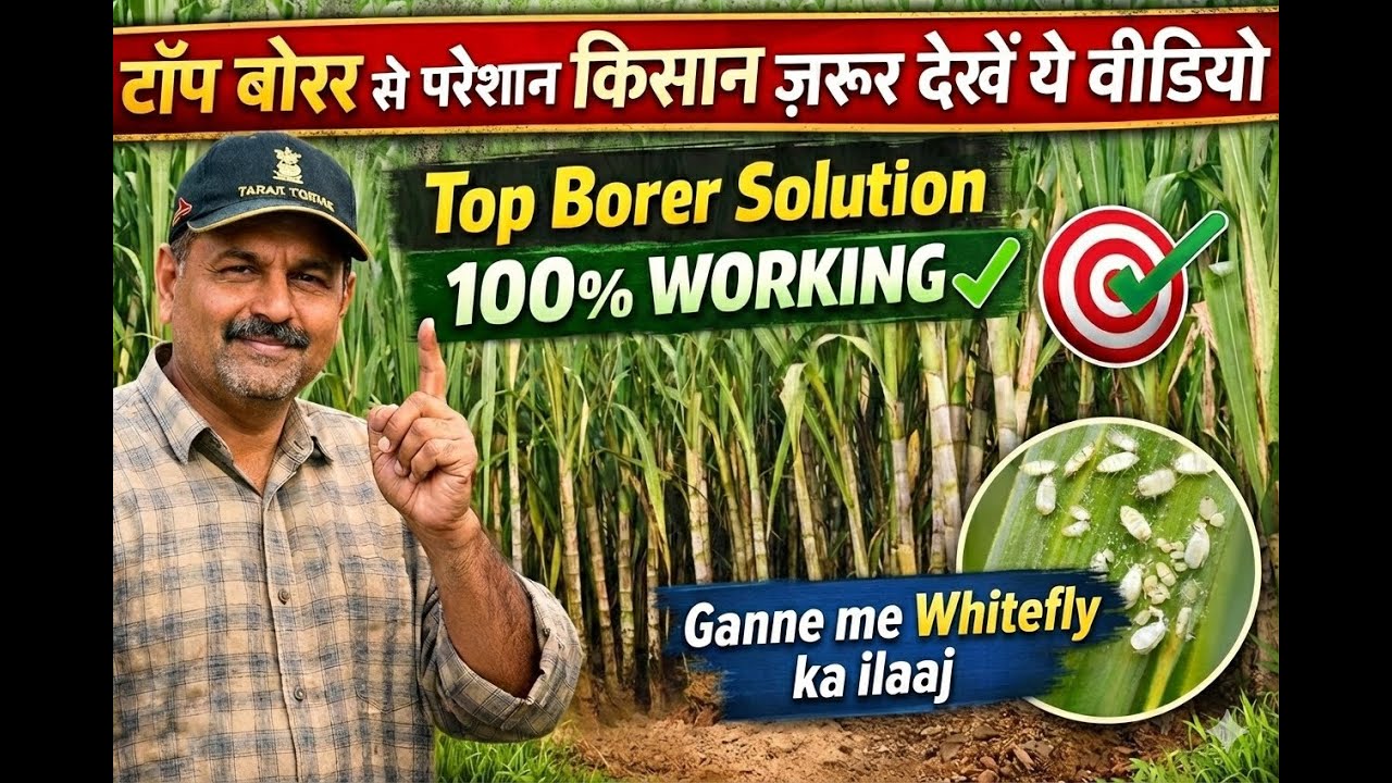 टॉप बोरर से परेशान किसान ज़रूर देखें ये वीडियो | Top Borer Solution | Ganne me Whitefly ka ilaj