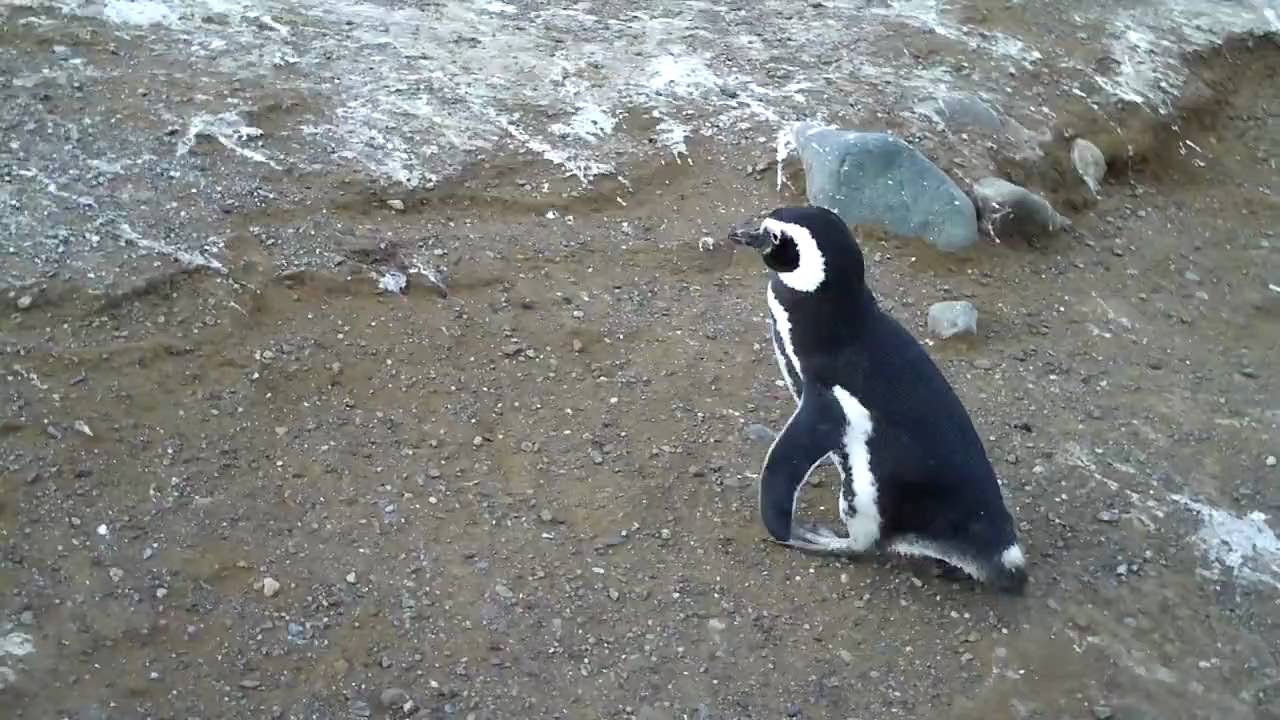 Los Penguinos