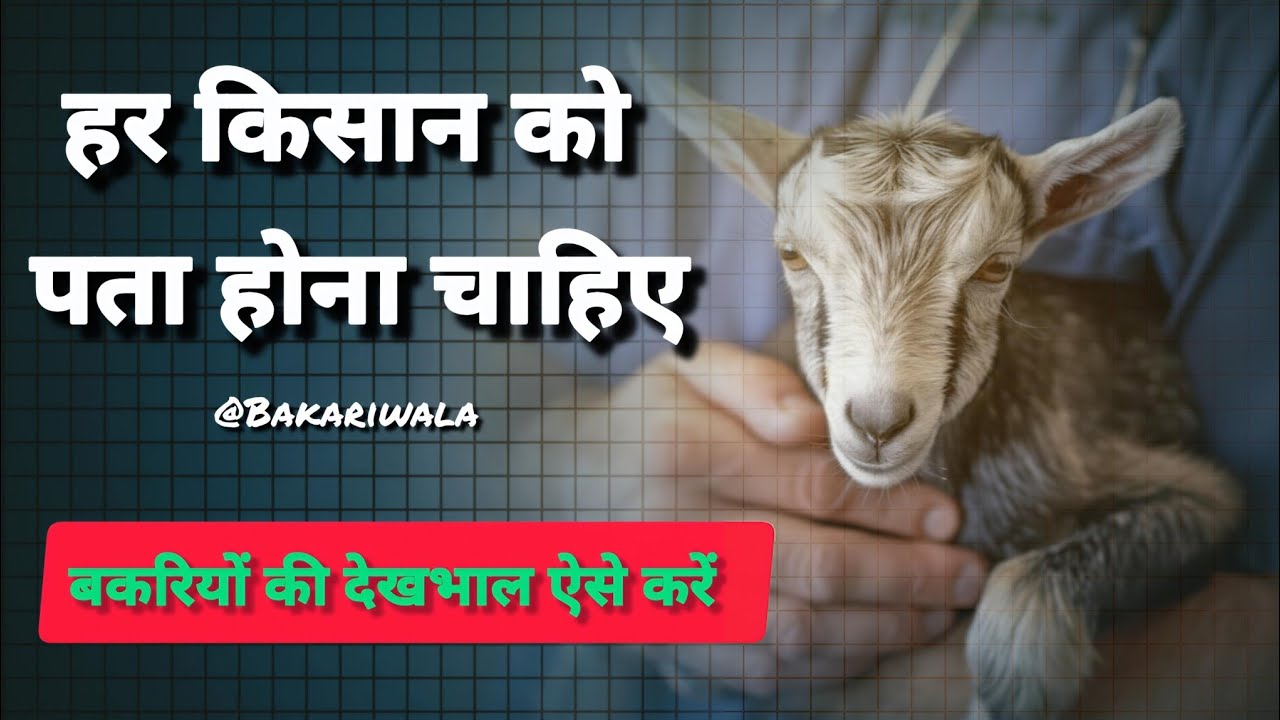 गर्मियों में बकरियों की सही देखभाल कैसे करें ? | Summer Care for Goats | Bakri Palan Tips