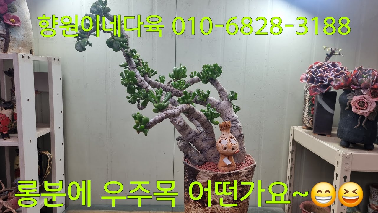 (26.2.10.화)💞판매완료💞우주목💞옆으로 자라면 수형도 멋질듯~😆💞