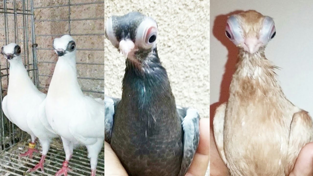 الحمام الجعفري الأغرب و الاعجب عن باقي طيور الحمام الزينة.Pigeon short face