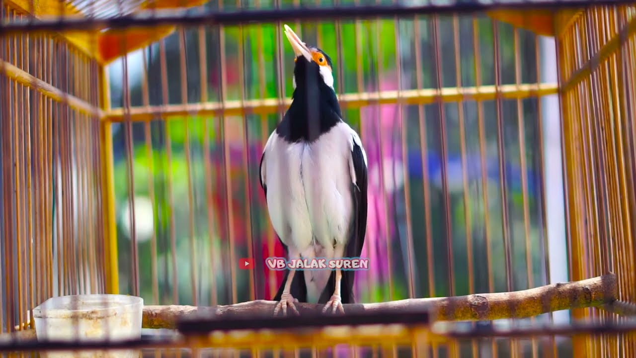 Jalak Suren Gacor Full Isian Mewah! Auto Bongkar Isian Jalak Suren Segala Kondisi Dengan Pancingan