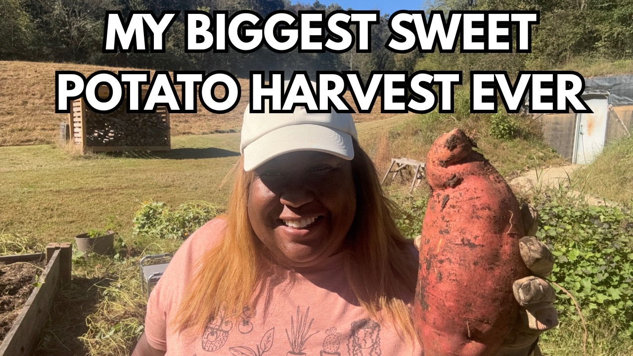 MASSIVE SWEET POTATO HARVEST | HOW I WENT FROM 30 LBS. TO 200 LBS!