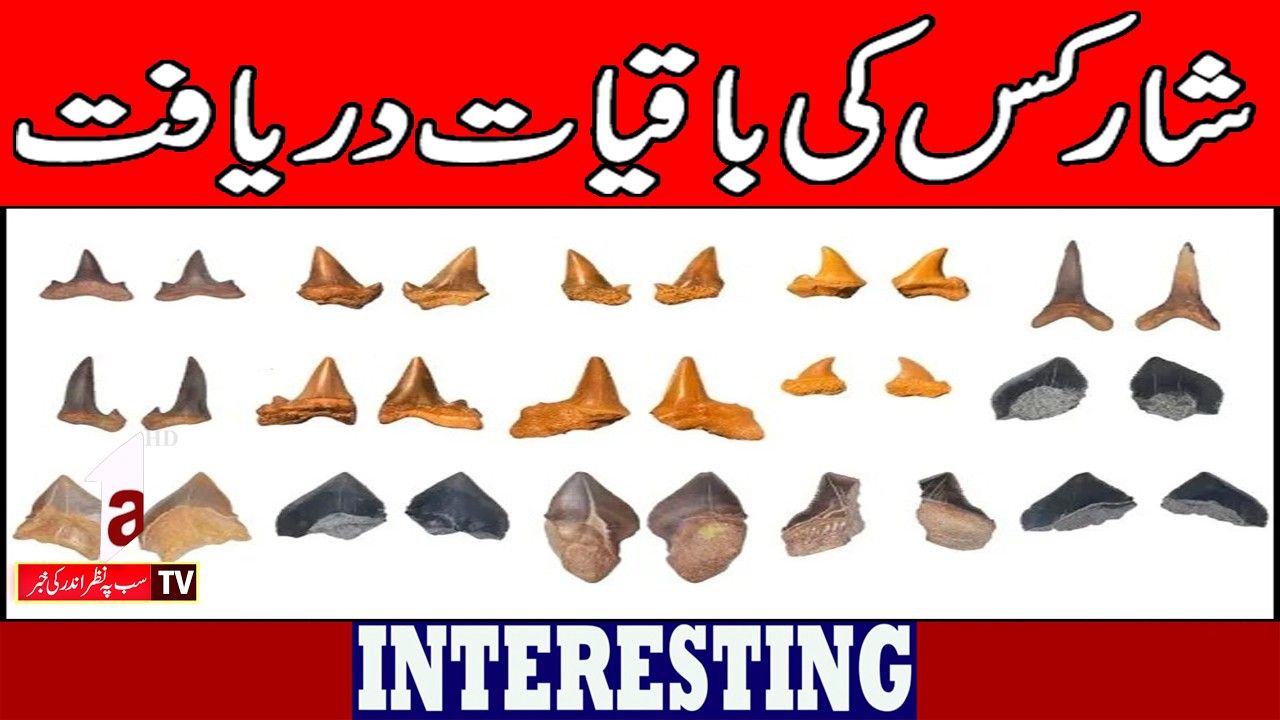 The remarkable discovery of sharks || Interesting News || A1tv || 27 August 2026