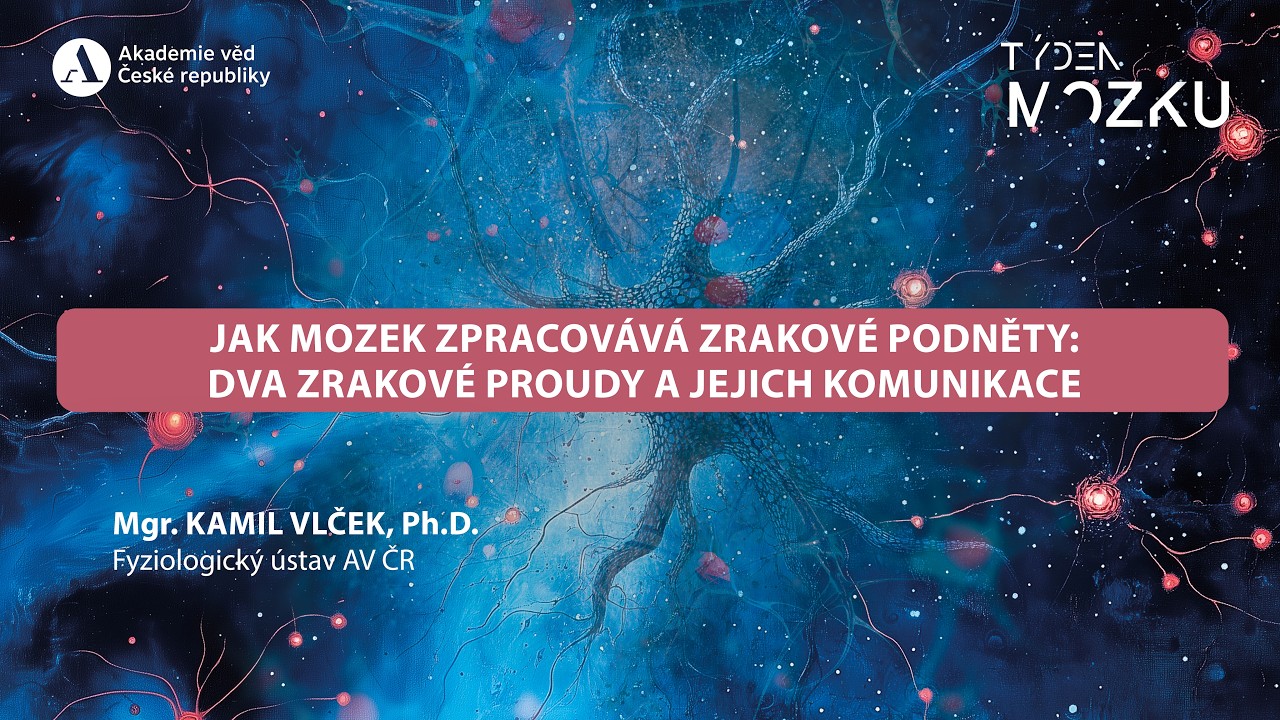 Jak mozek zpracovává zrakové podněty: dva zrakové proudy a jejich komunikace