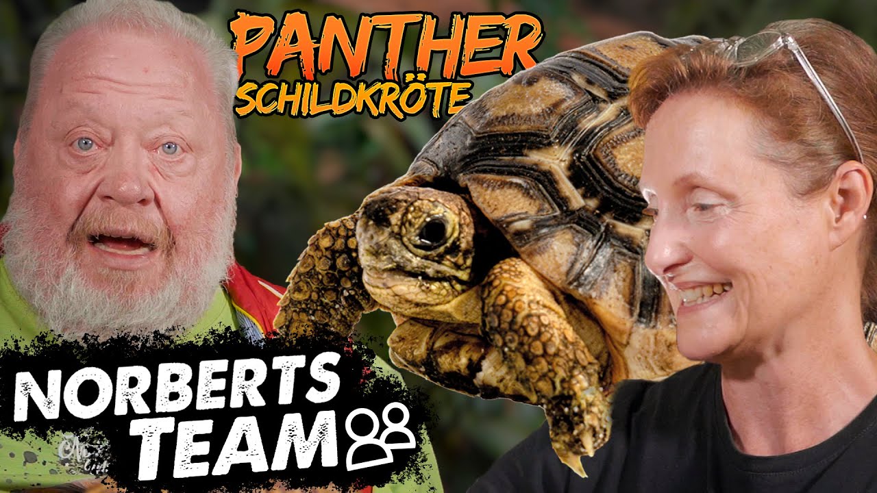 PANTHERSCHILDKRÖTE | NORBERTS TEAM | Zoo Zajac