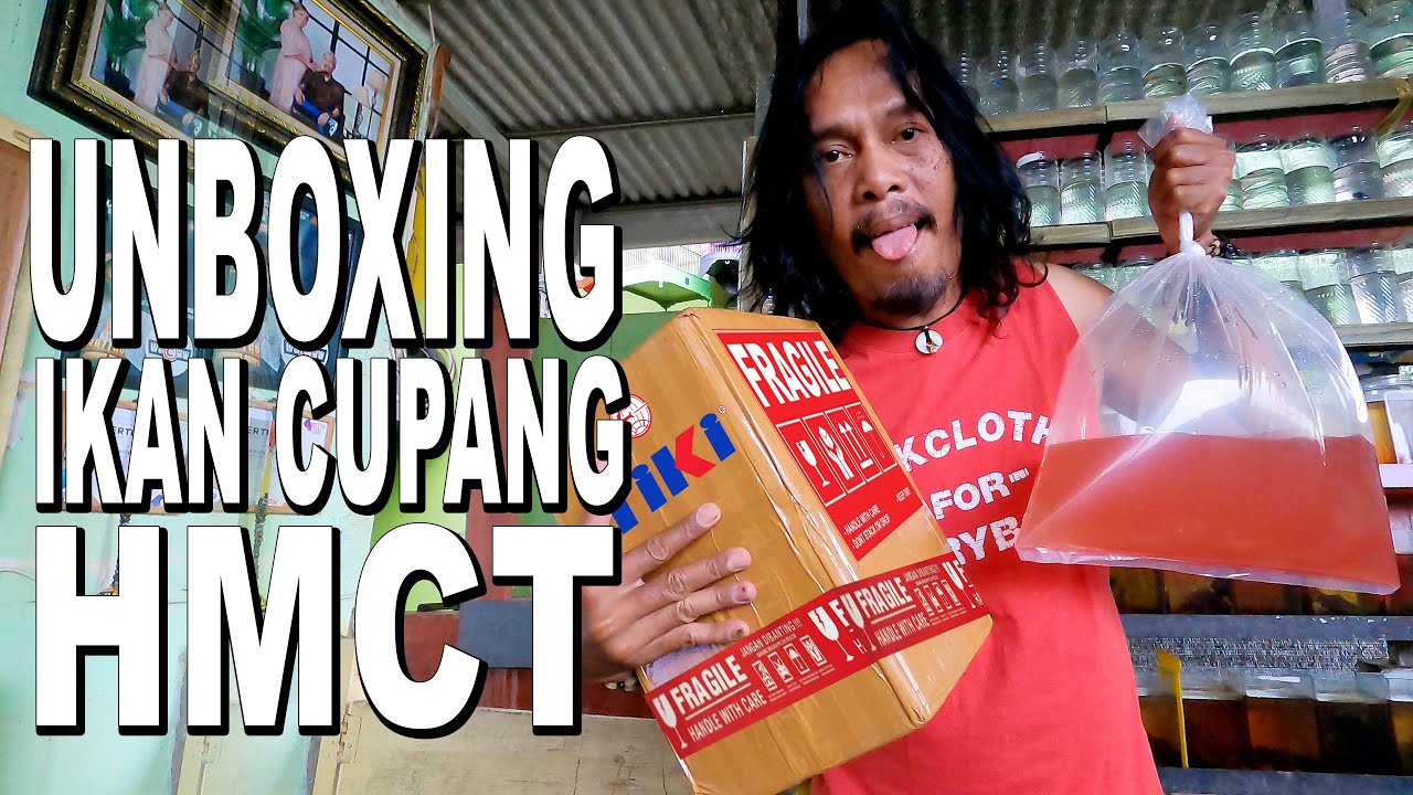 UNBOXING IKAN CUPANG HMCT