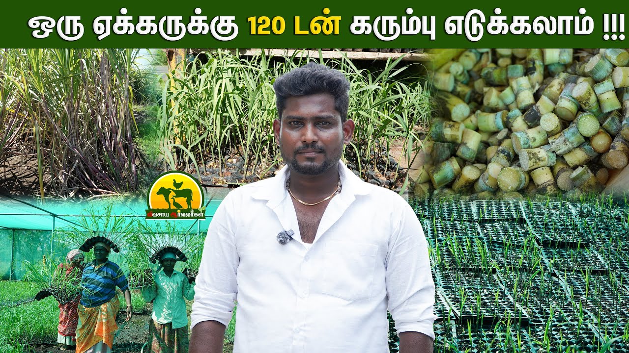 குறைந்த செலவில் அதிக லாபம் தரும் கரும்பு பயிர்! #agriculture #sugarcane