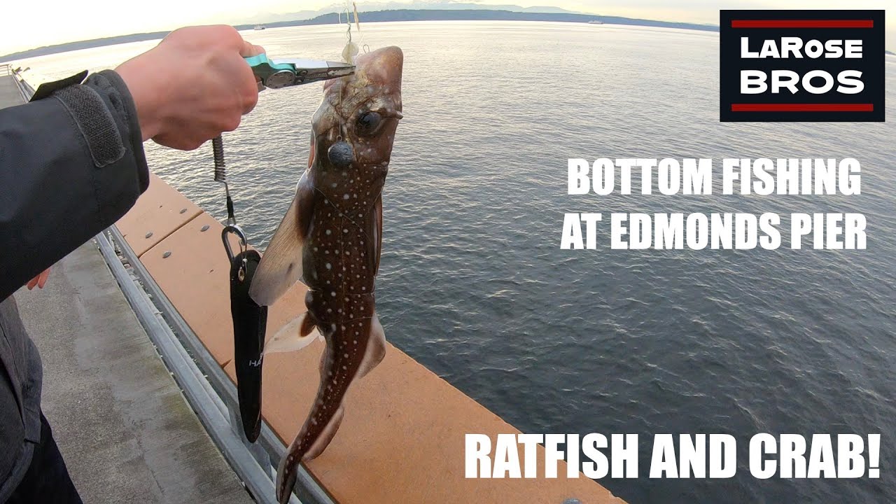 Bottom Fishing at Edmonds Pier - Ghost Shark and Crabs - LaRoseBros