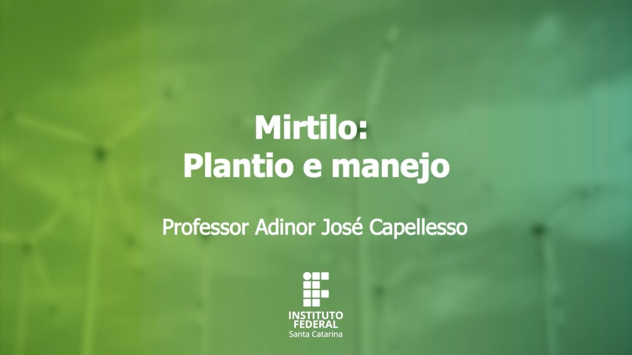 Mirtilo - Plantio e manejo
