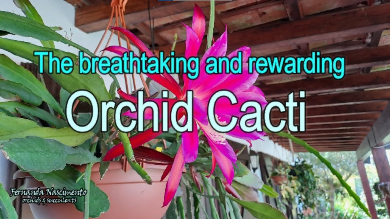 The Orchid Cactus // Breathtaking blooms and growing tips 🌺 LEGENDAS em PORTUGUÊS