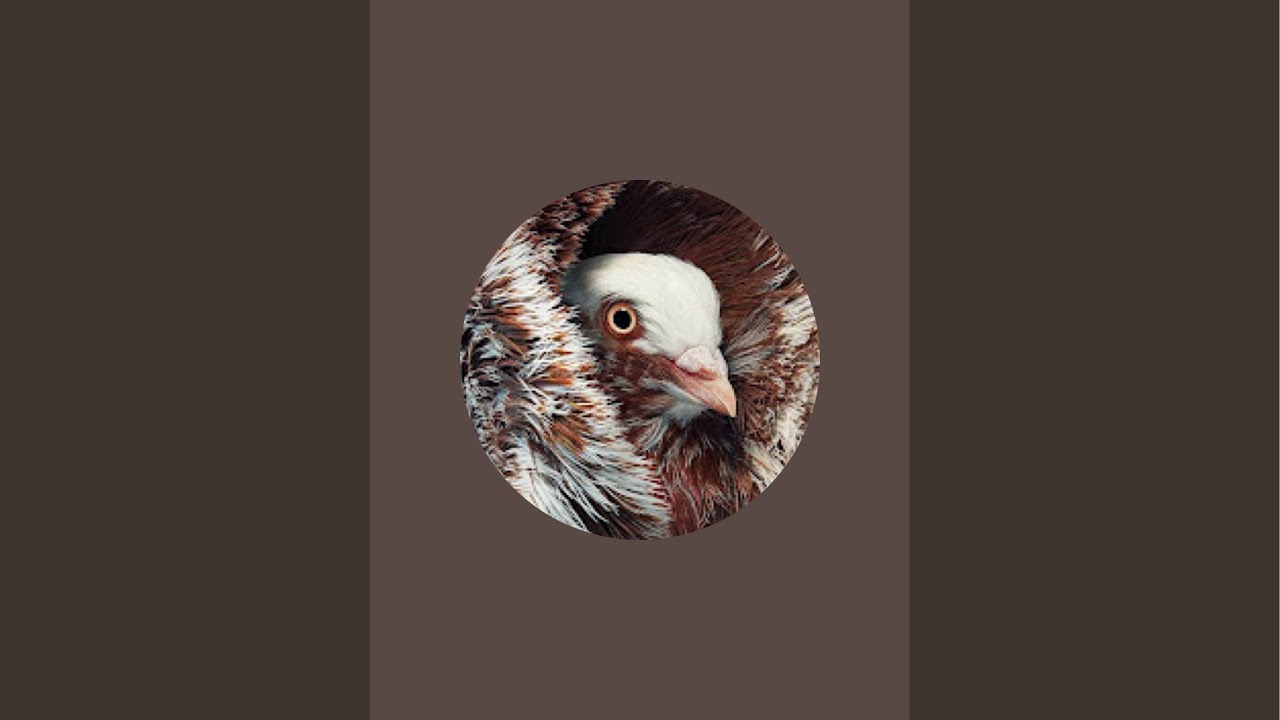 ll 10/10/2024 new live video Kabutar shok ll #pigeon #loft #fancykabootar yks1