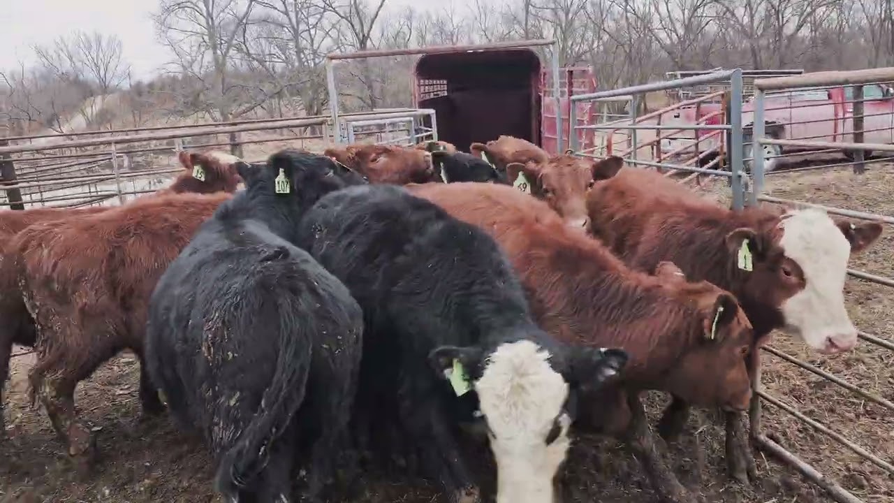 Hauling cattle to the sale