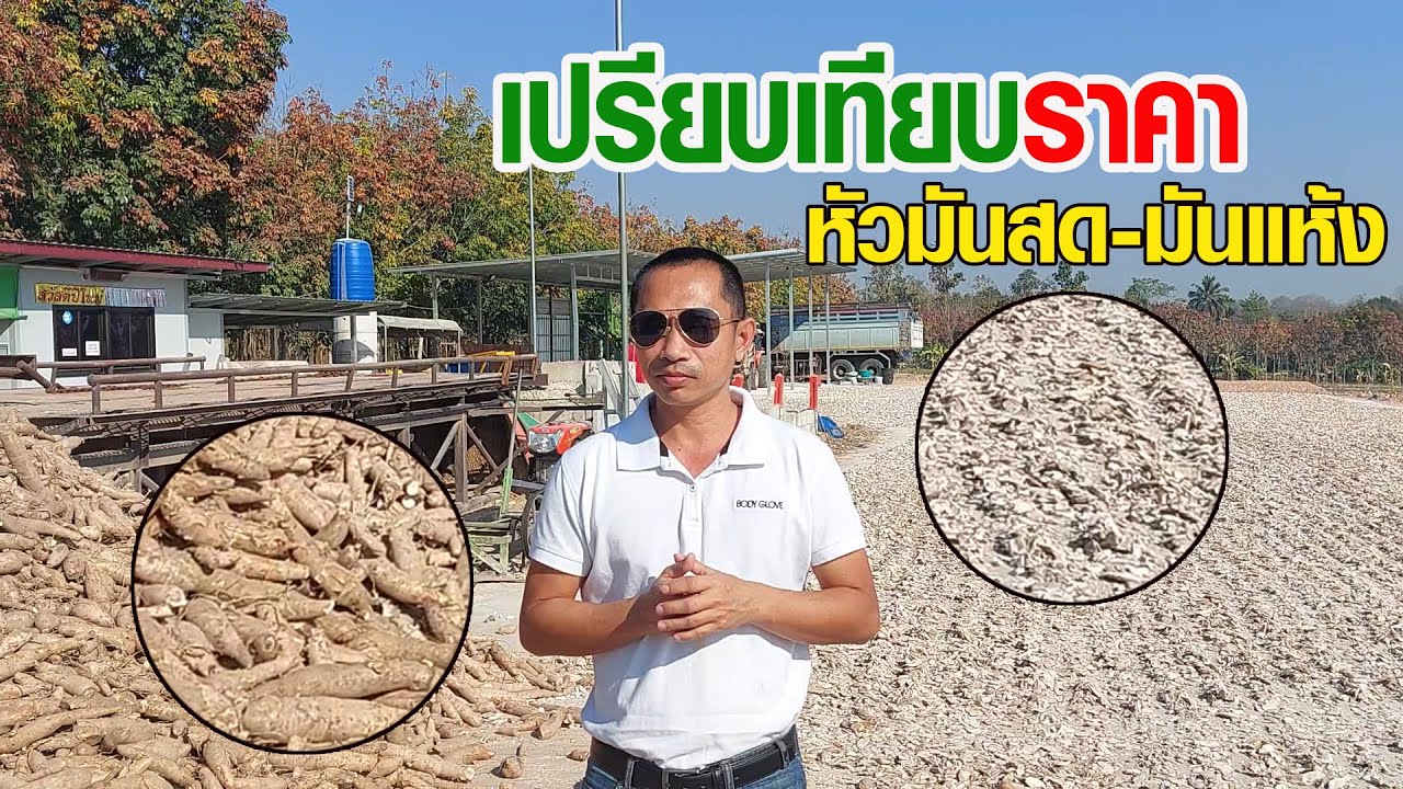 EP:28 เปรียบเทียบราคาขาย หัวมันสด-มันแห้ง แบบไหนราคาดีกว่ากัน #ทำมันเส้น #หัวมันสด