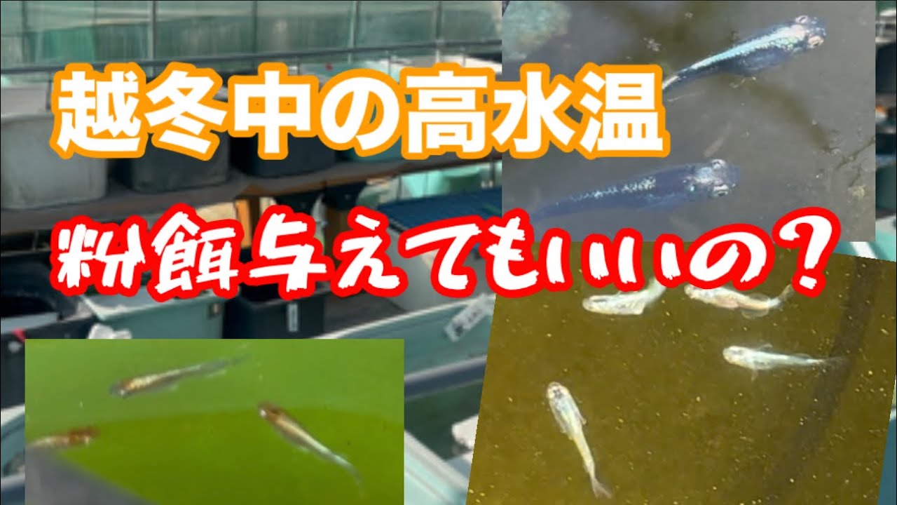 越冬中に粉餌与えても大丈夫なの？【メダカ】