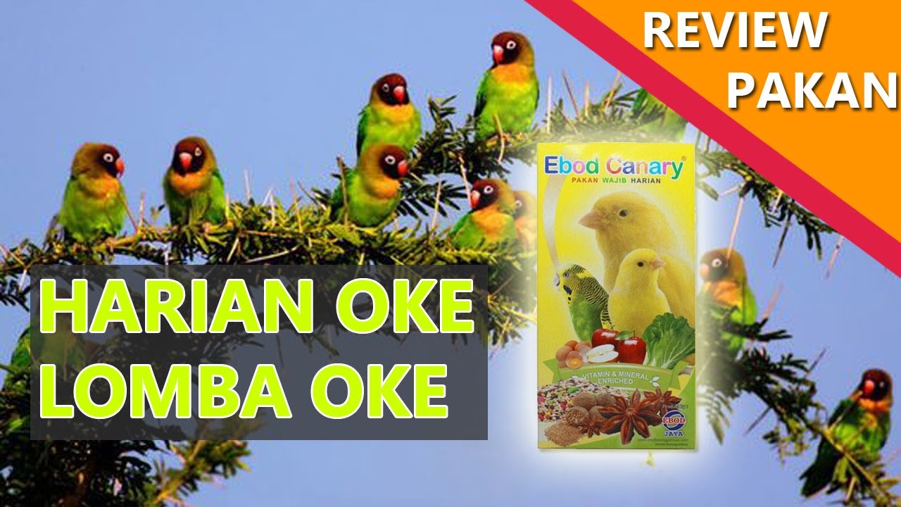 Review pakan Ebod Canary (digunakan untuk pakan lovebird)