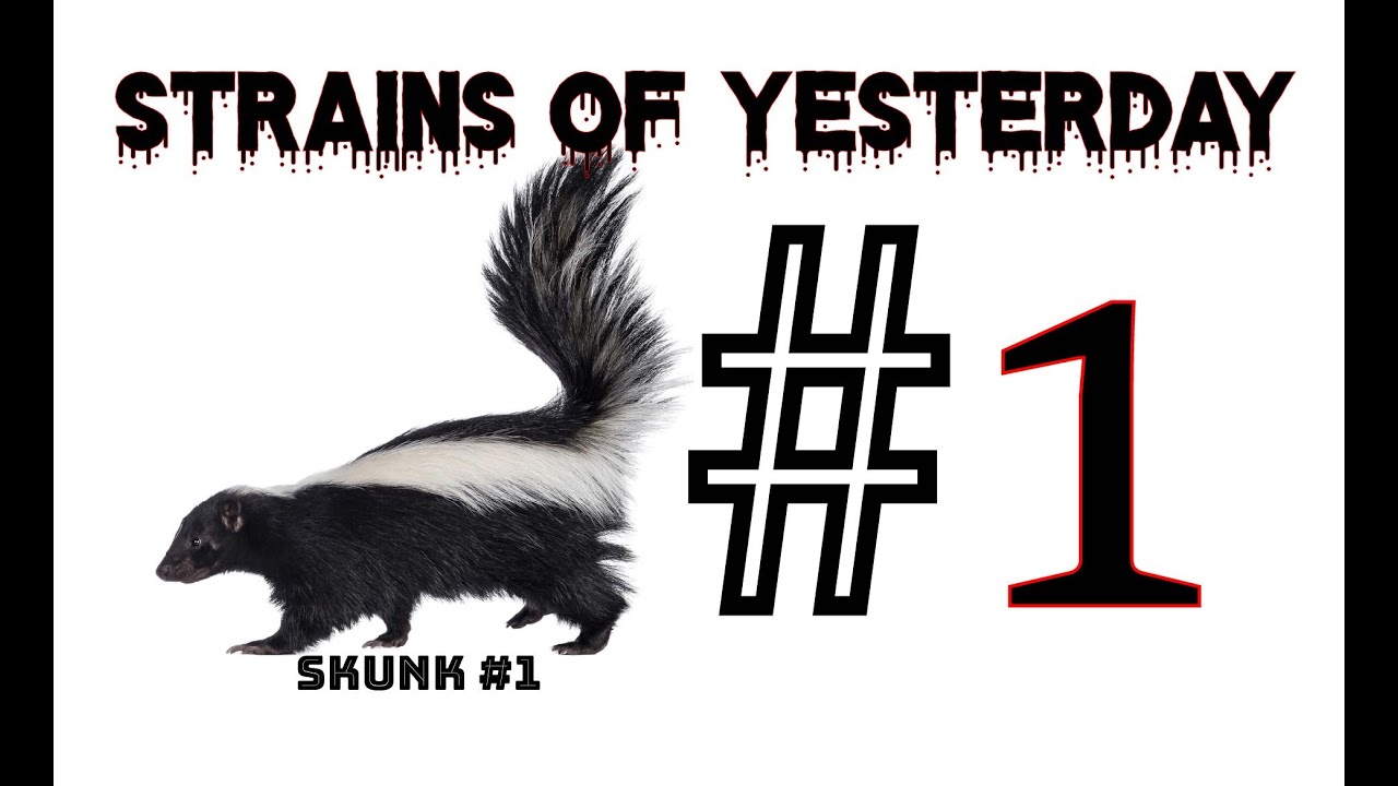 Strains of Yesterday &ndash; Skunk #1