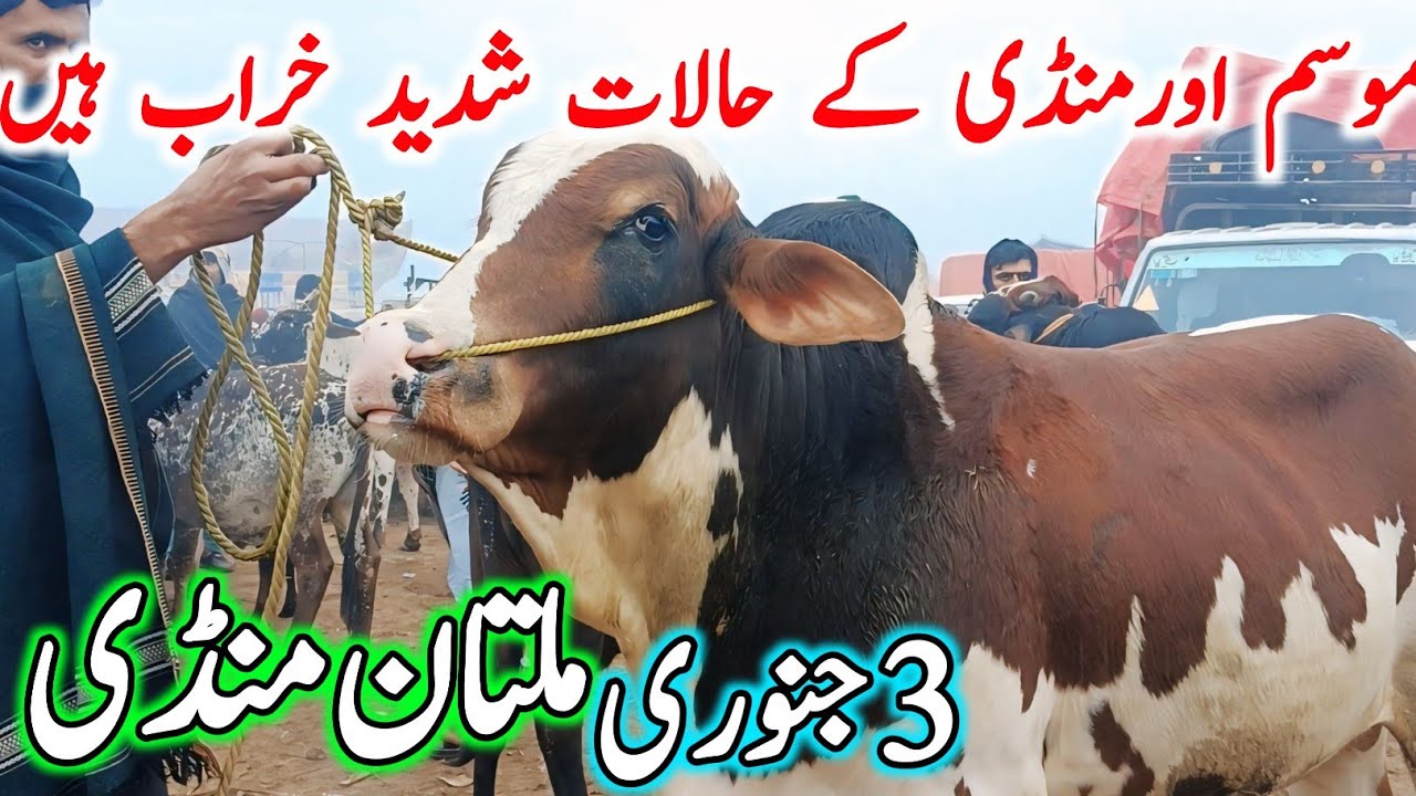 Today Multan Cow Mandi Fresh Latest Update | Gulabi Ablak Cholistani Sahiwal Bachre | Cow Mandi 2025