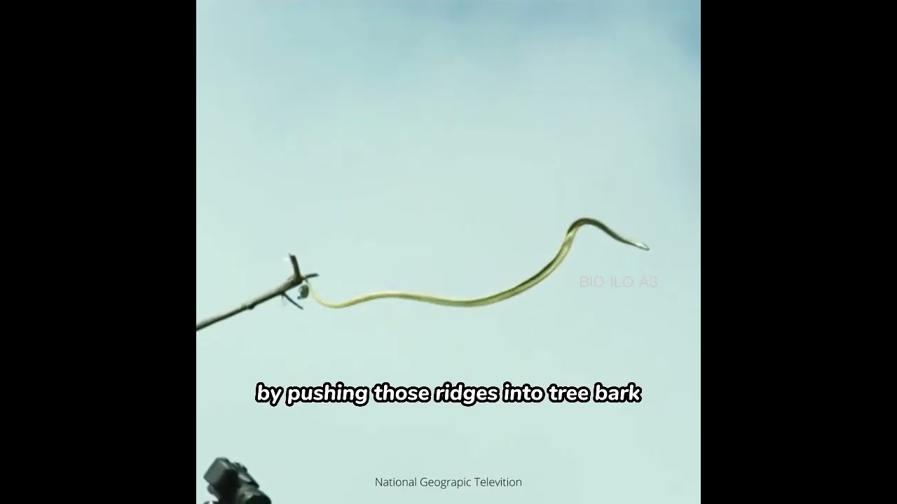 FLYING SNAKE