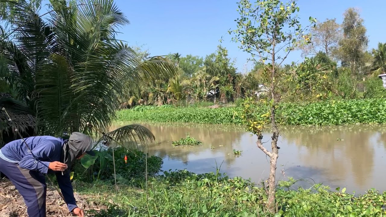 Câu Cá Tra Sông Gặp Bãi Cá Ục Là Có Ăn Câu | Fishing Miền Tây