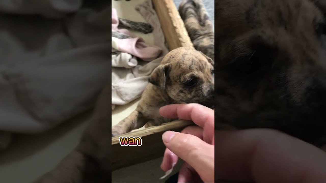 25 day old puppy is so cute | Phu Quoc ridgeback dog #shorts