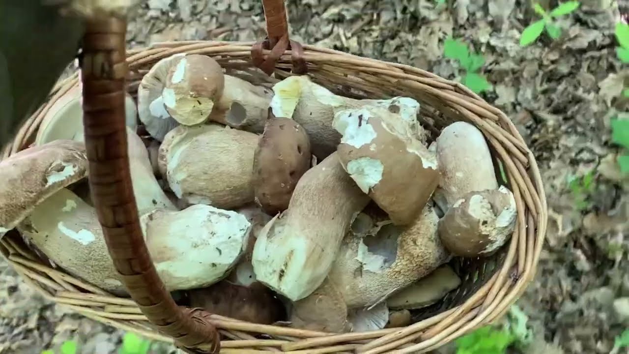 Giant White Mushrooms are already growing in large families 06/21/2025
