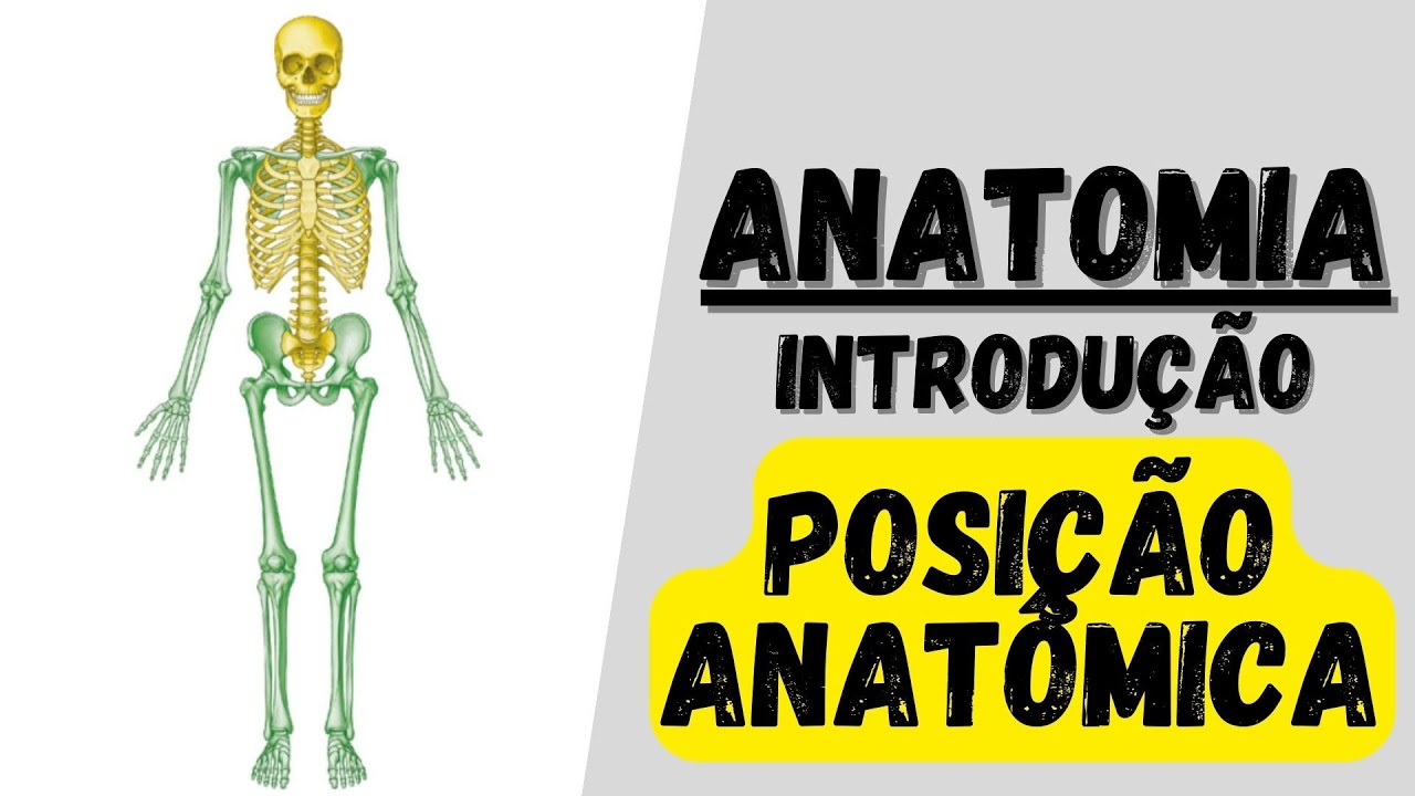 Posição anatômica e planos anatômicos - Anatomia humana: Introdução a anatomia