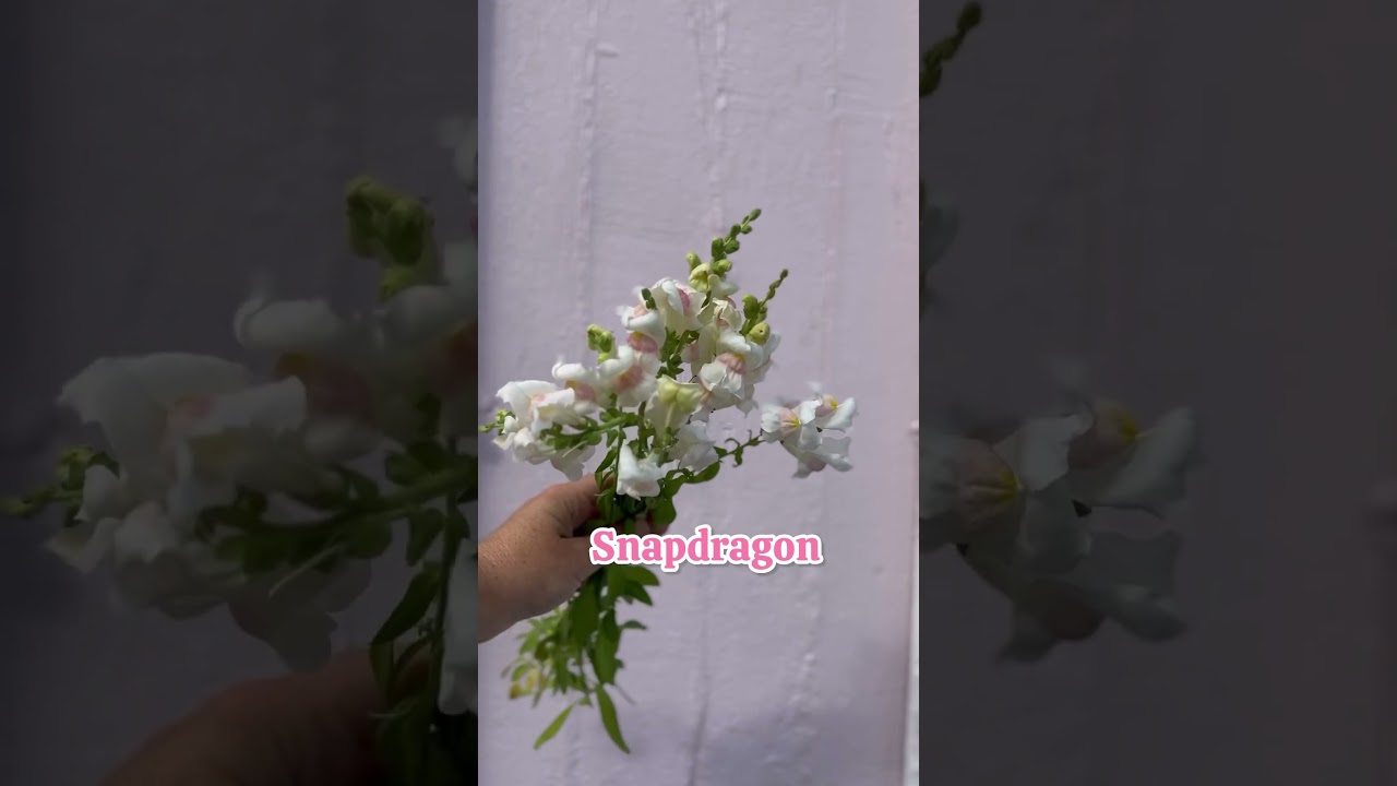 The best cut flowers to grow! #cutflowers #gardening #cutflowergarden