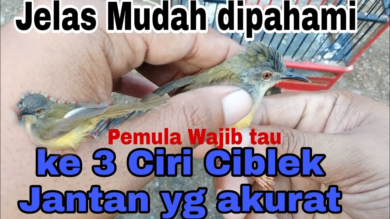 ini ternyata ciri burung ciblek jantan|ciri ciri burung ciblek jantan yg tepat