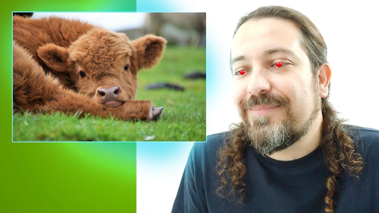 Você vai aprender a gostar de vacas com este vídeo